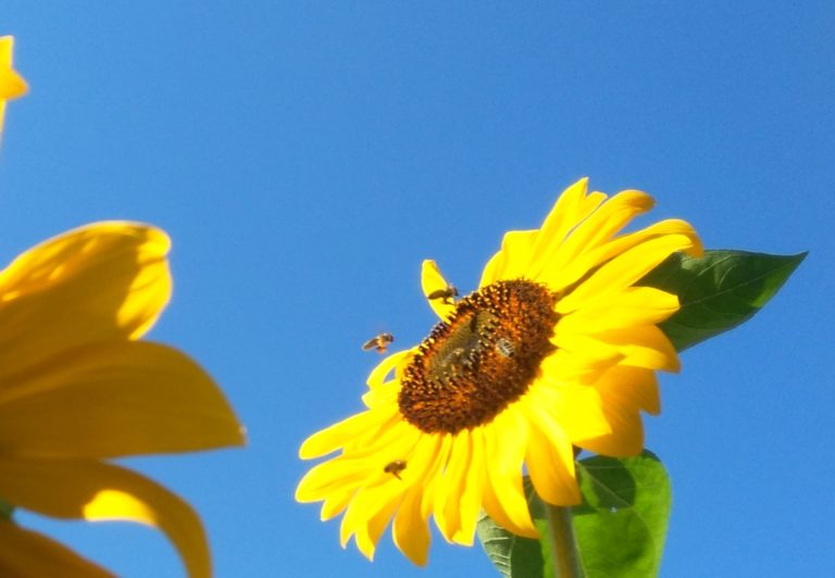 Pčele, sretan vam ovozemaljski dan!