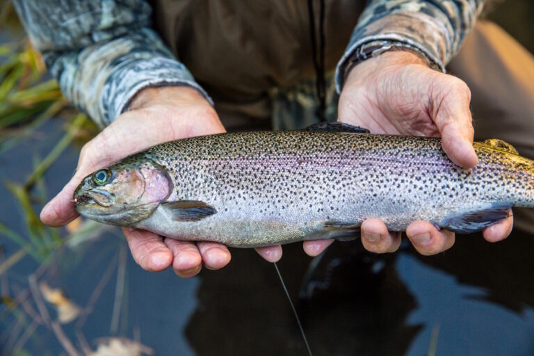 5.500 komada pastrmke poribljeno sa rijeke Drine i Osanice u Goraždu