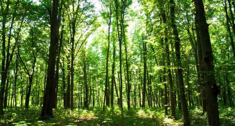 Vlada KS odobrila više od 7 miliona KM za projekte u oblasti šumarstva