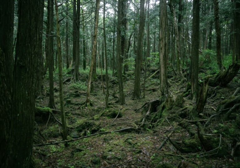 Ove godine nove sadnice na 2,5 hektara šume u Brčko distriktu